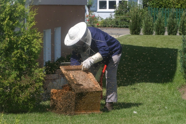 7 советов начинающим пчеловодам
